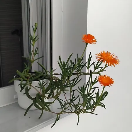 Iulia Emérita Centro Mérida